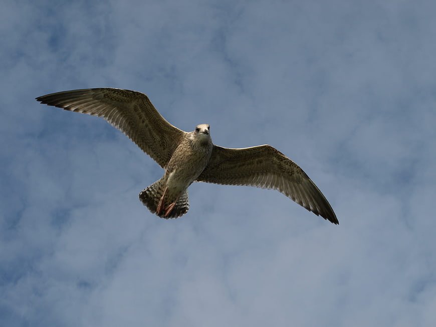 Seagull Flying Against Blue Sky with Clouds
