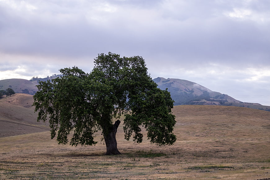 Lone Oak Tree in Golden Hills Landscape