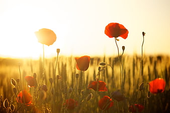 Red Poppies in Golden Wheat Field at Sunset