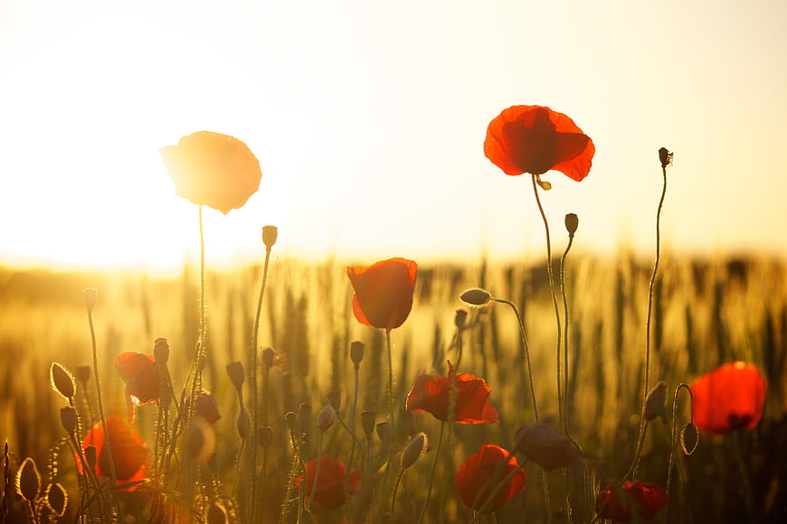 Red Poppies in Golden Wheat Field at Sunset