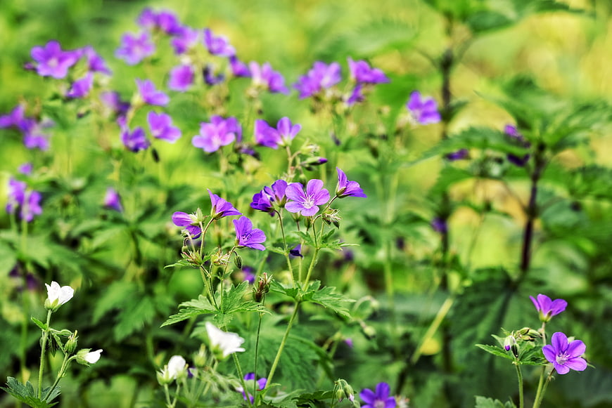 Purple Cranesbill Flowers Blooming In Green Garden Meadow