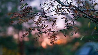 Autumn tree branch with berries and bokeh background