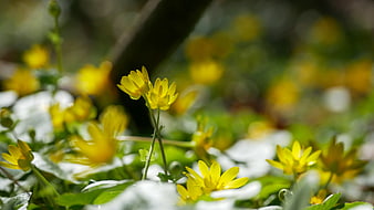 Yellow Spring Flowers in Forest with Bokeh Background