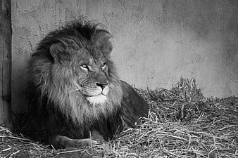 Majestic Male Lion Resting in Black and White