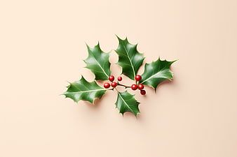Holly branch with red berries on beige background