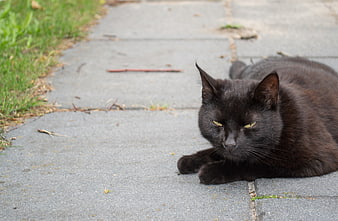 Black Cat Lying on Concrete Pathway