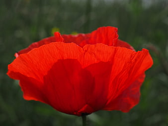 Close-up of a vibrant red poppy flower in bloom