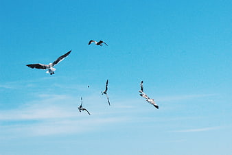 Seagulls Flying in Blue Sky