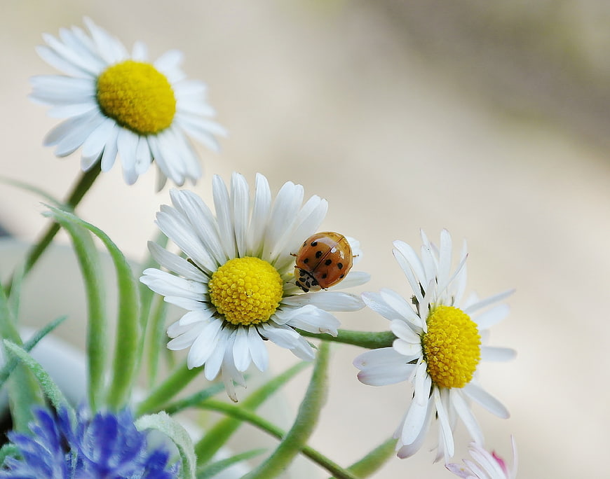 Ladybug on White Daisy Flower with Yellow Center