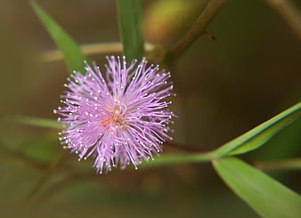 Close-up of delicate purple mimosa flower with green leaves