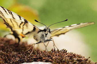 Macro Close-Up of Eastern Tiger Swallowtail Butterfly on Moss
