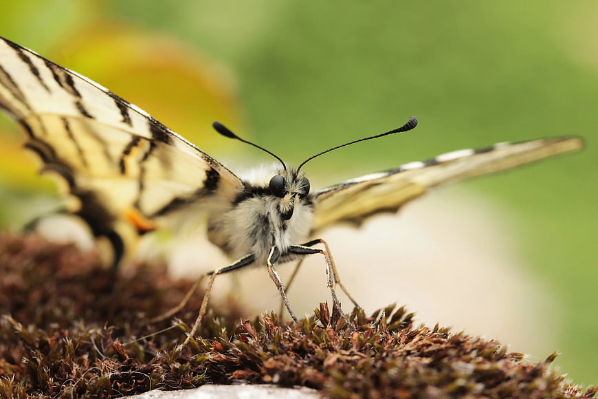 Macro Close-Up of Eastern Tiger Swallowtail Butterfly on Moss