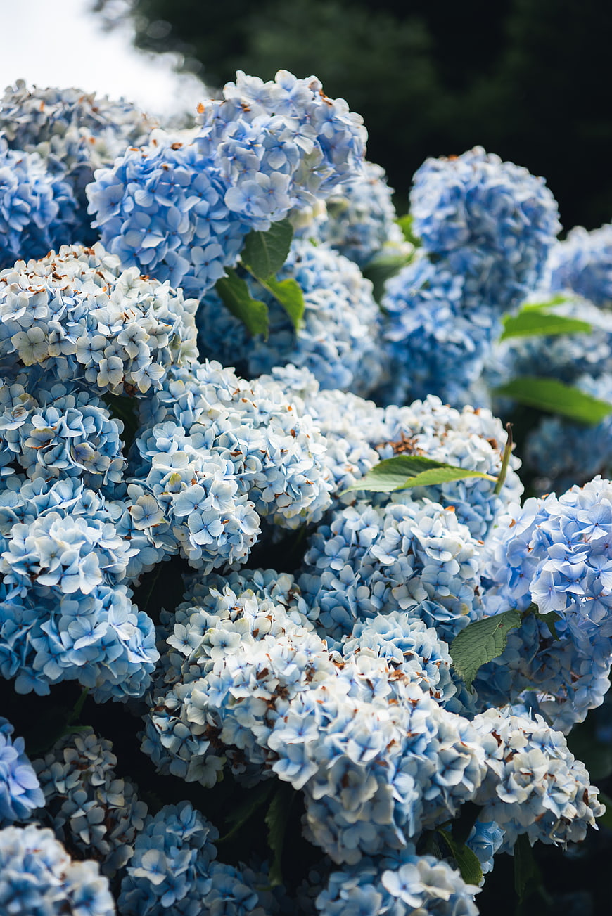 Close-up of vibrant blue hydrangea flowers in summer garden