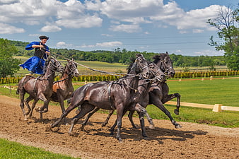 Hungarian Rider Driving Six Horses in Gallop