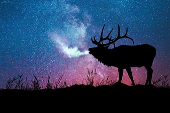 Elk Silhouette Against Vibrant Milky Way Galaxy Night Sky