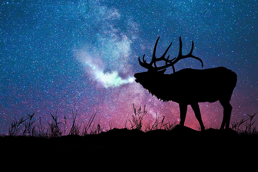 Elk Silhouette Against Vibrant Milky Way Galaxy Night Sky
