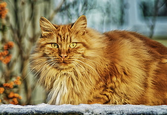 Fluffy Ginger Cat Portrait in Snowy Winter Garden