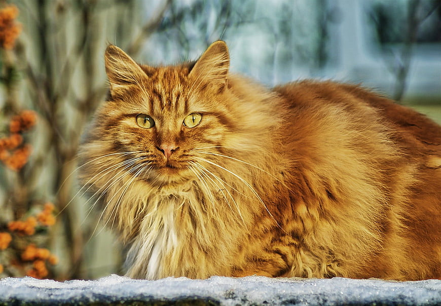 Fluffy Ginger Cat Portrait in Snowy Winter Garden