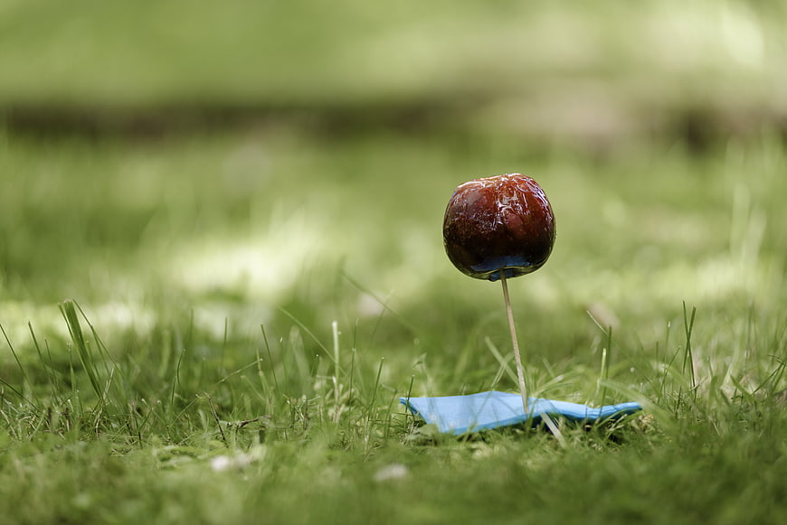 Caramel apple on stick in green grass