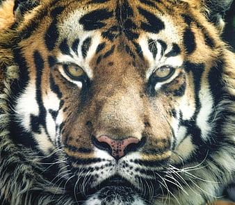 Close-up portrait of a tiger face with intense eyes and detailed fur