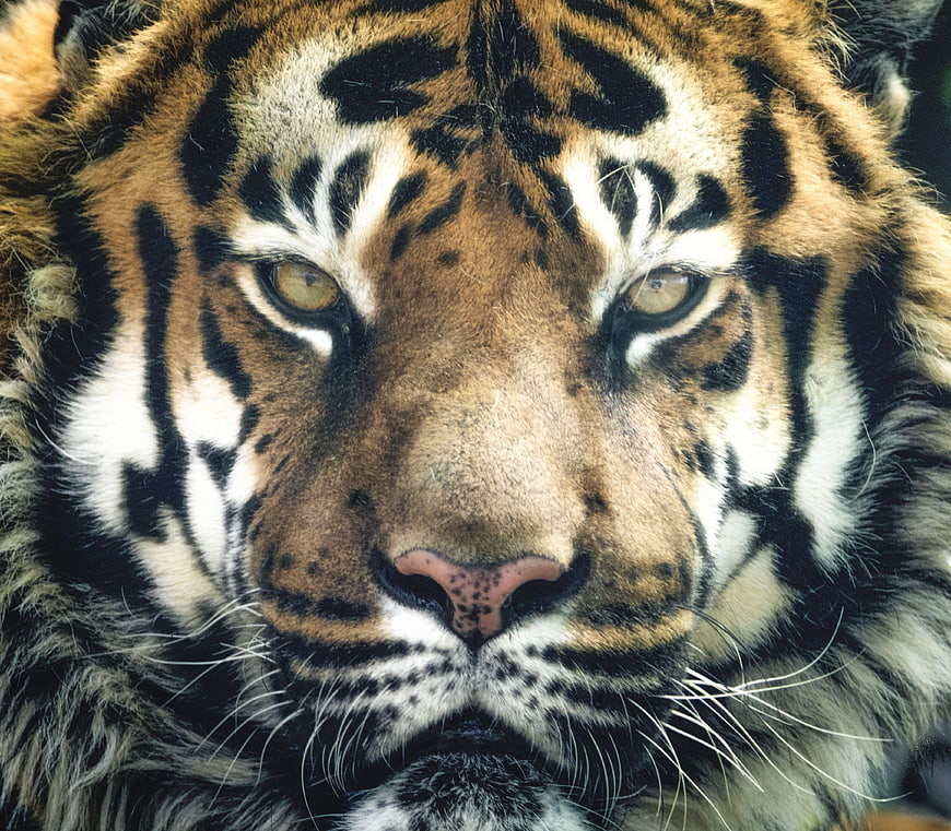 Close-up portrait of a tiger face with intense eyes and detailed fur