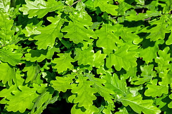 Vibrant Green Oak Leaves in Bright Sunlight