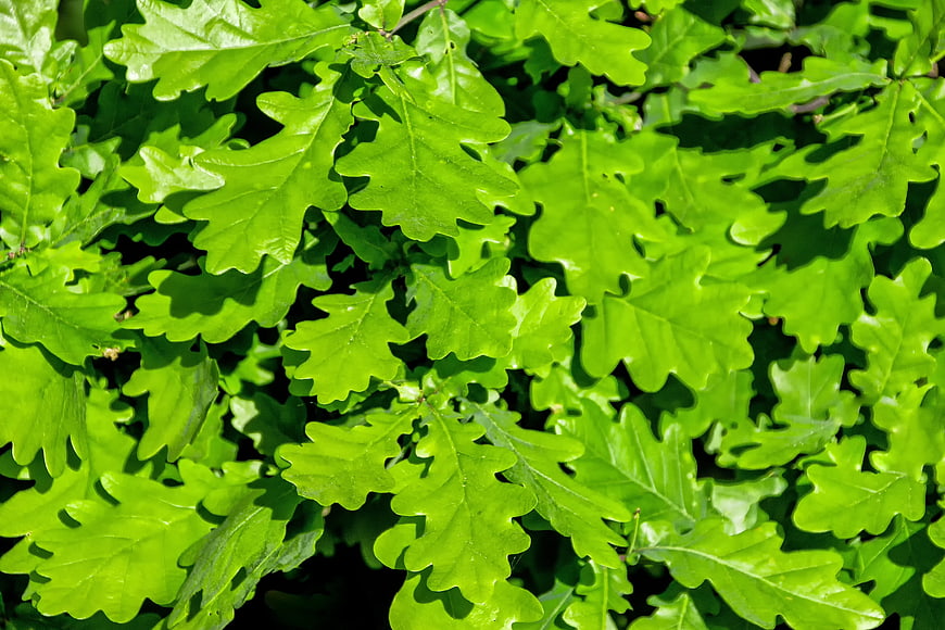 Vibrant Green Oak Leaves in Bright Sunlight