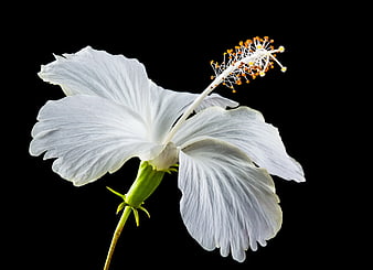 White Hibiscus Flower Isolated on Black Background