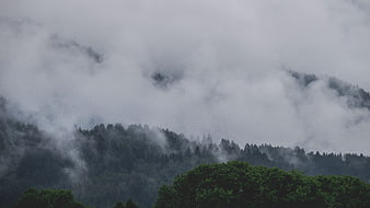Misty forest landscape with fog rolling over green hills
