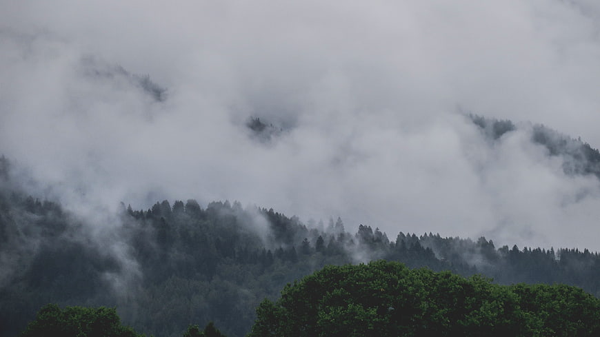 Misty forest landscape with fog rolling over green hills