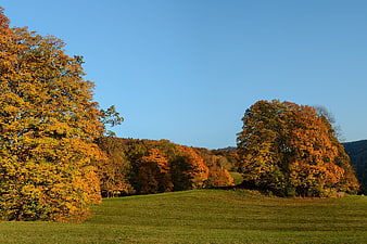 Golden autumn trees in a green meadow under blue sky