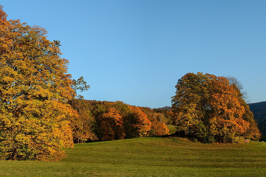 Golden autumn trees in a green meadow under blue sky