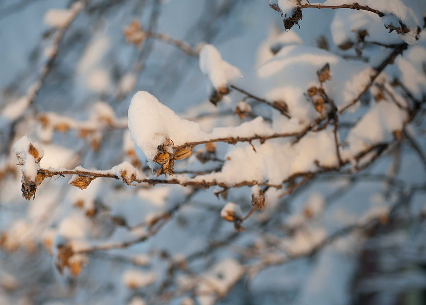 Snow-covered branches with dried seed pods in winter