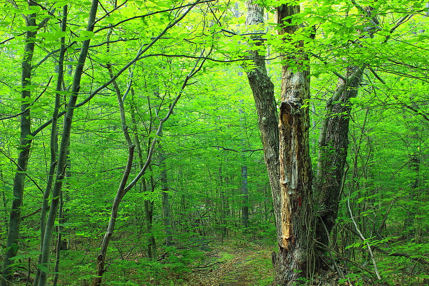 Lush Green Forest Path with Damaged Tree Trunk