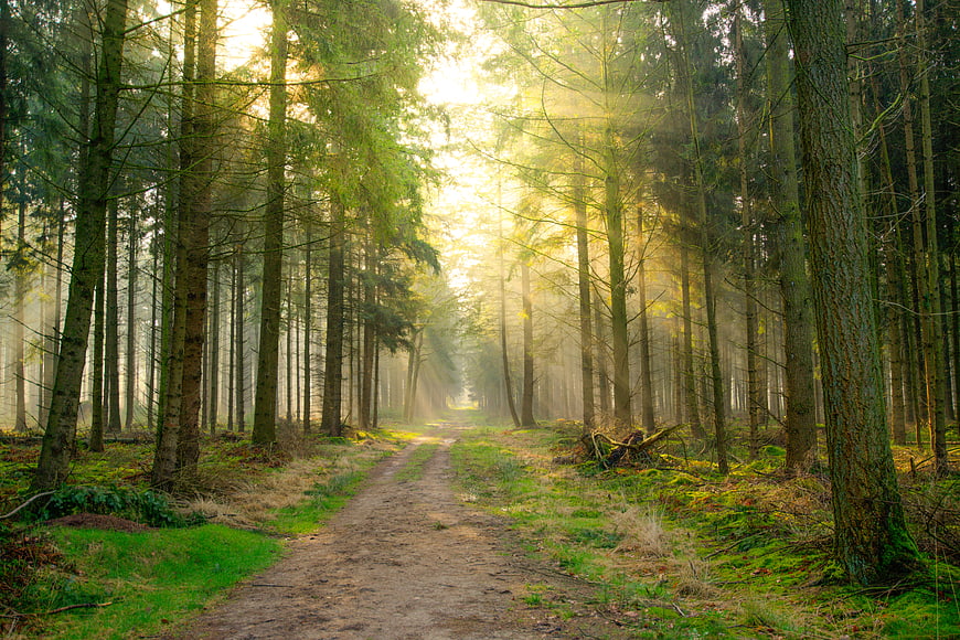 Sunlit Forest Path with Morning Mist and Rays