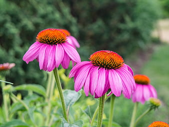 Vibrant Pink Coneflowers with Orange Centers in Garden
