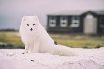 White Arctic Fox Sitting on Snowy Ground