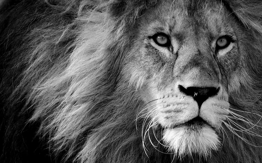 Close-up black and white portrait of a majestic male lion