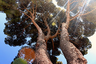 Low angle view of tall pine trees against blue sky