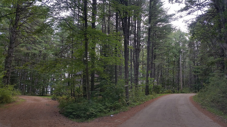 Fork in the road in a dense green forest