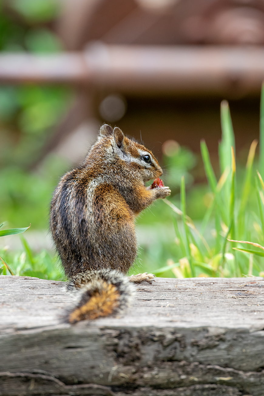 Cute chipmunk eating a berry on a wooden log in a garden