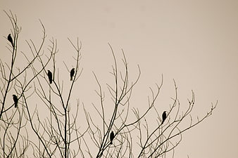 Silhouettes of birds perched on bare winter tree branches