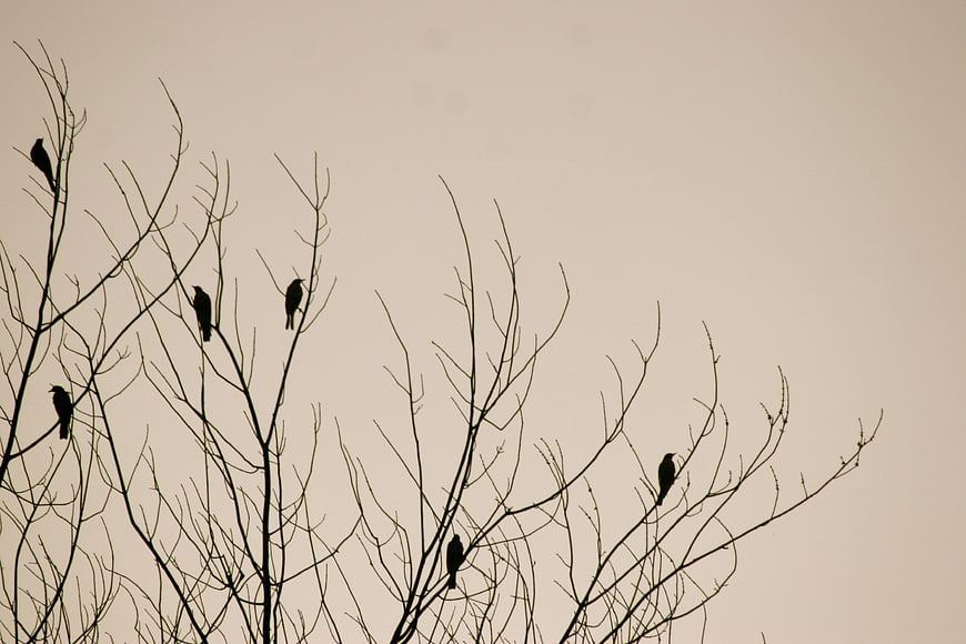 Silhouettes of birds perched on bare winter tree branches