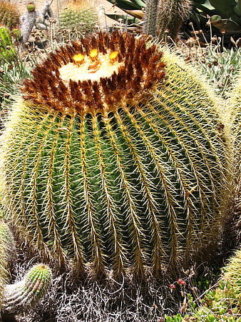 Golden Barrel Cactus with Yellow Spines and Brown Crown