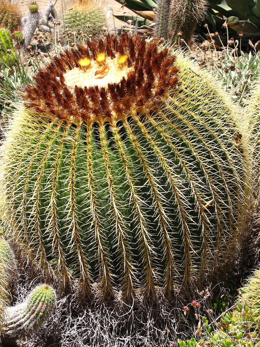 Golden Barrel Cactus with Yellow Spines and Brown Crown