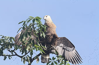 Pallas's Fish Eagle perched on tree branch against blue sky