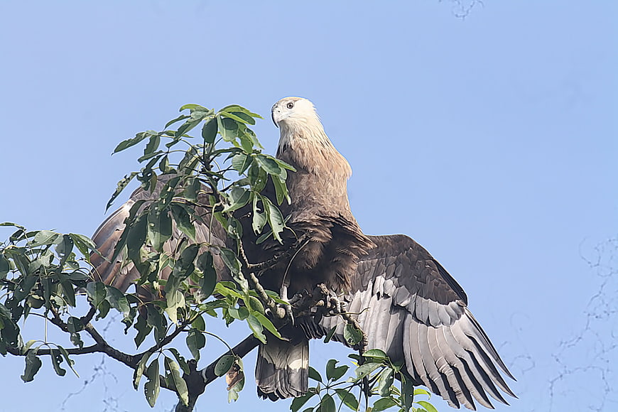 Pallas's Fish Eagle perched on tree branch against blue sky