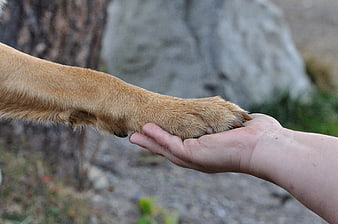 Human hand holding a golden dog paw in a close-up outdoor shot