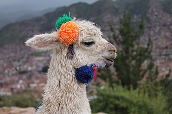 Decorated Alpaca Portrait with Cusco City Background