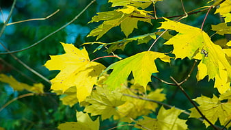 Close-up of yellow maple leaves in autumn sunlight
